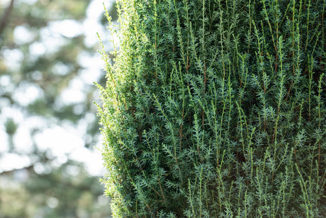 Juniperus com. 'Suecica' , erhältlich von 30-40 bis 200-225 cm;;ab 19,40 Euro