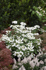 Viburnum plicatum 'Watanabe'; hier mit Blüte; reichblühend; Einsatzmöglichkeit z.B. : Zierstrauch; verfügbar in 7 Größen und Varianten;;ab 62,10 Euro