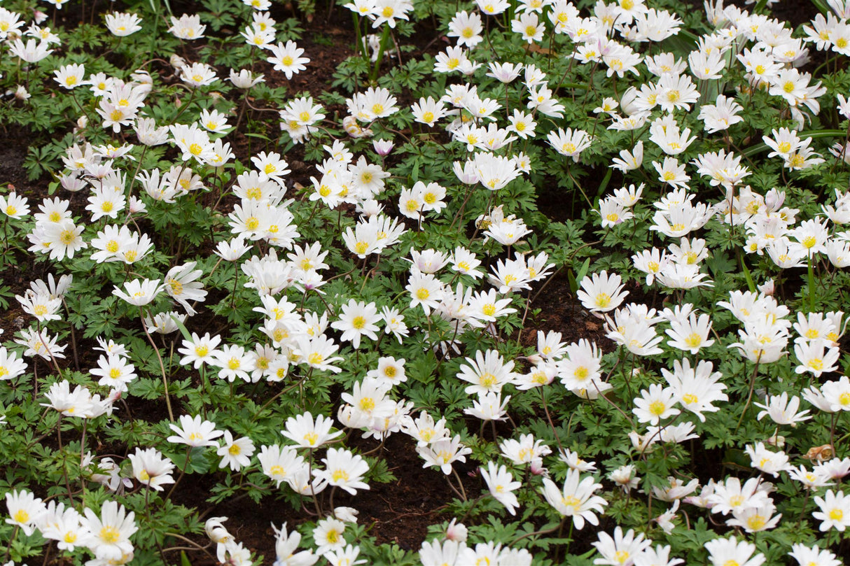 Anemone blanda 'White Splendour' ;;ab 3,70 Euro