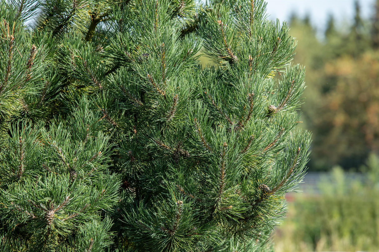 Pinus sylvestris 'Fastigiata' , erhältlich von 30-40 bis 150-175 cm;;ab 40,40 Euro