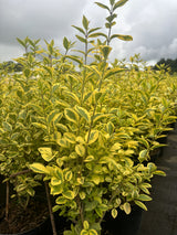 Ligustrum ovalifolium 'Aureum' , erhältlich von 30-40 bis 150-175 cm;;ab 13,00 Euro