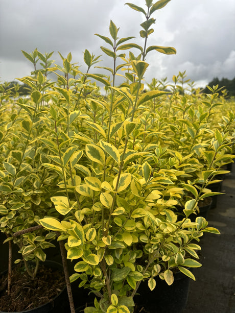 Ligustrum ovalifolium 'Aureum' , erhältlich von 30-40 bis 150-175 cm;;ab 13,70 Euro
