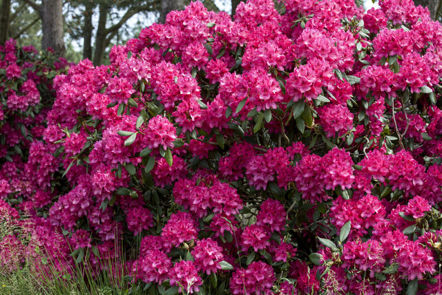 Rhododendron Hybr. 'Old Port' mit Blüte, erhältlich von 50-60 bis 70-80 cm; Einsatz: ;;ab 67,50 Euro