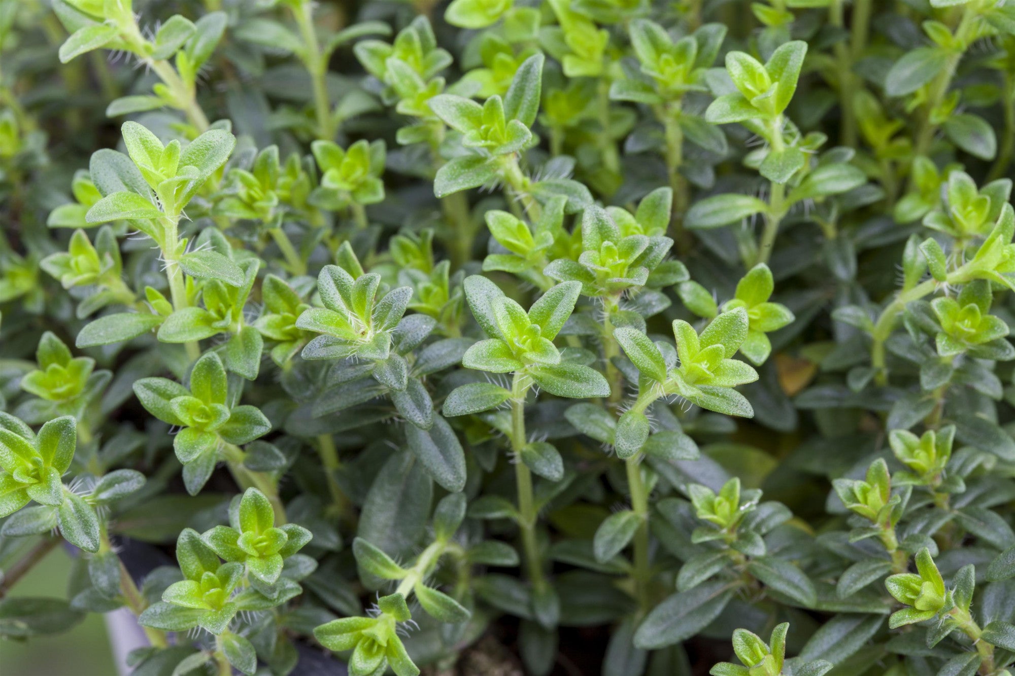 THYMIAN, Thymus vulgaris (Thymian)