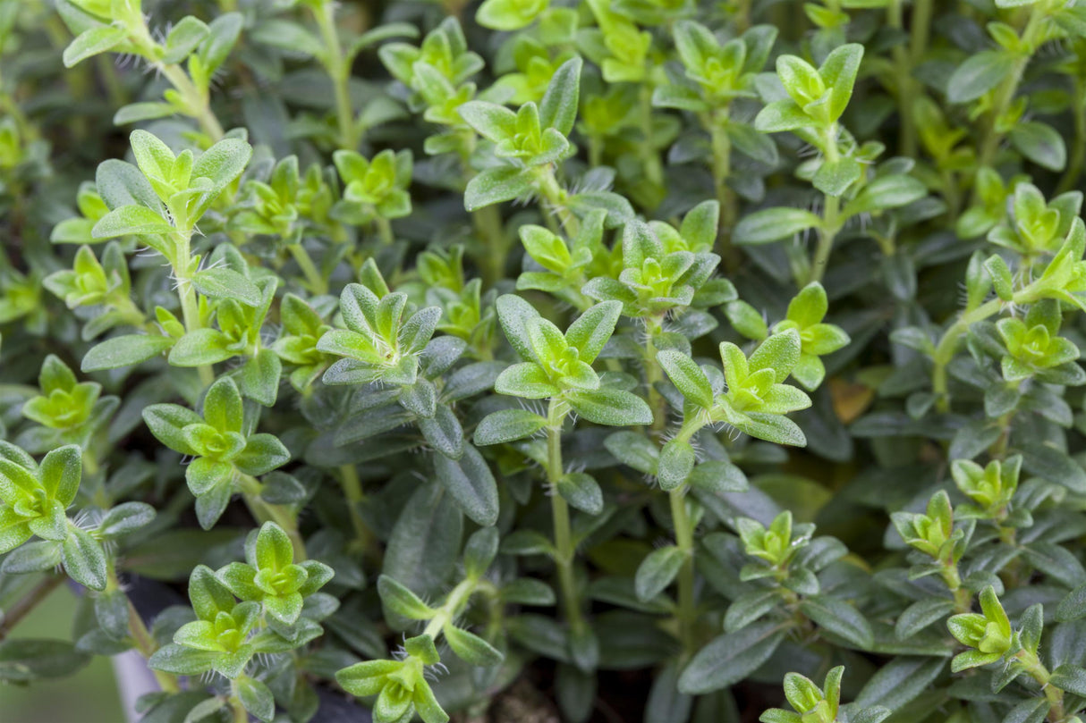 THYMIAN, Thymus vulgaris ;;ab 3,30 Euro