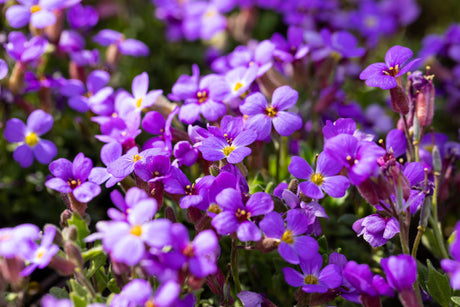 Aubrieta Hybr. 'Hürth' mit Blüte; Einsatz: ;;ab 4,65 Euro