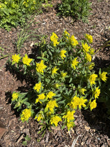 Euphorbia polychroma; hier mit Blüte; winterhart; Einsatzmöglichkeit z.B. : Steingärten;;ab 0,00 Euro