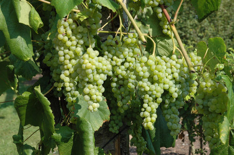 Vitis 'Romulus' mit Früchten, erhältlich von 80-100 bis 80-100 cm; Einsatz: , ;;ab 16,20 Euro