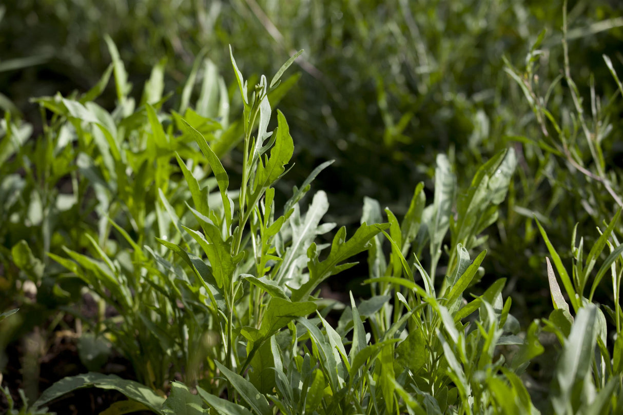 Diplotaxis tenuifolia ;;ab 5,75 Euro