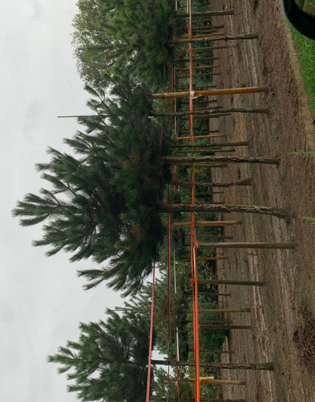 Pinus nigra subsp. nigra; pflegeleicht; erhältlich mit Stammumfang von 16-18 bis 25-30 cm;;günstig mit Qualität