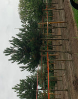 Pinus nigra subsp. nigra robust;;günstig mit Qualität
