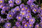 Aster alpinus 'Goliath'; lange Blütezeit;;ab 0,00 Euro