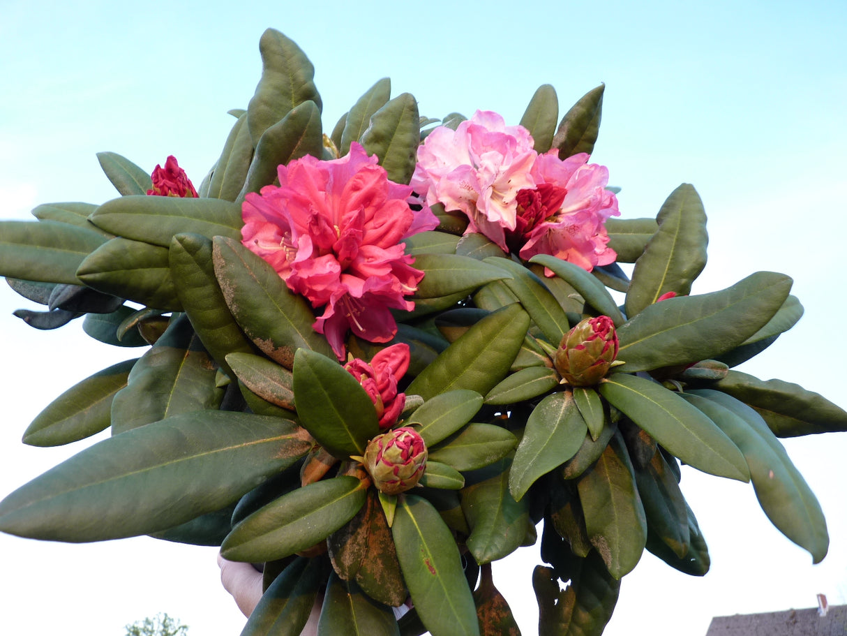 Yaku-Rhododendron 'Anuschka' im Topf, verfügbar in 2 Größen und Varianten; Einsatz: Kübelwinterhart;;hier kaufen