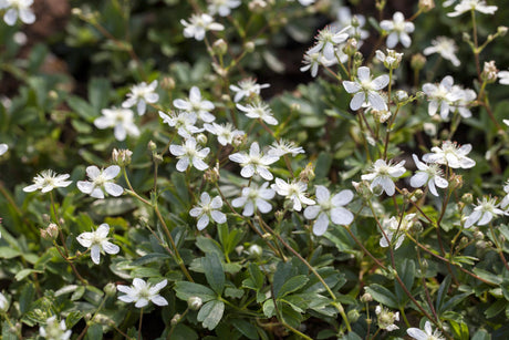 Potentilla tridentata 'Nuuk' mit Blüte, erhältlich von 15-20 bis 15-20 cm; Einsatz: ;;ab 8,90 Euro