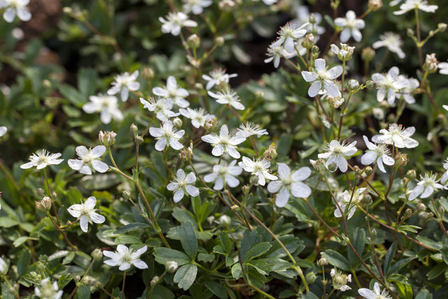 Potentilla tridentata 'Nuuk' mit Blüte, erhältlich von 15-20 bis 15-20 cm; Einsatz: ;;ab 8,90 Euro