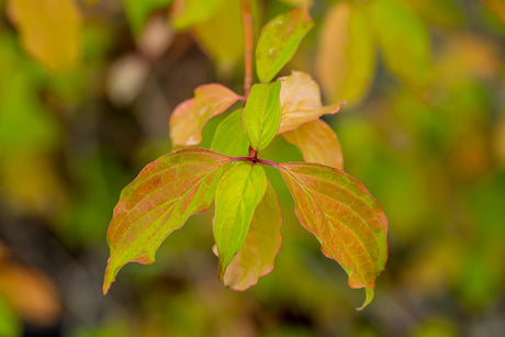 Cornus sanguinea 'Winter Flame' mit Sommerbelaubung, erhältlich als: ; Einsatz: Windschutzgehölzanspruchslos;;günstig mit Qualität