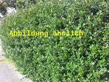 Genaues Foto für Ilex crenata 'Convexa' folgt; dieses ähnliche Bild dient der Illustration von Löffel-Ilex