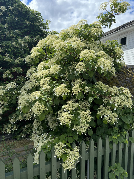 Schneeball-Hortensie; hier mit Blüte; kletternd; Einsatzmöglichkeit z.B. : Gehölzrand;;günstig mit Qualität