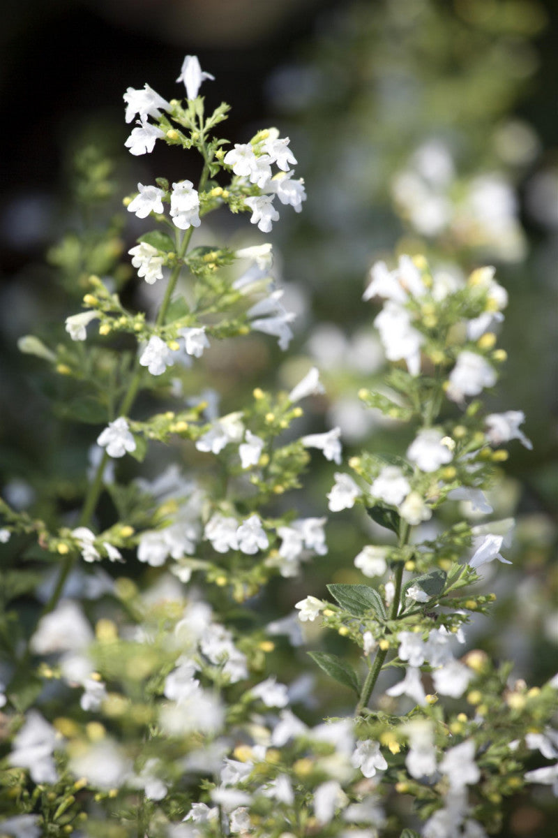Nepeta cataria ssp. citriodora mit Blüte; Einsatz: ;;ab 4,50 Euro