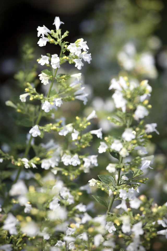 Nepeta cataria ssp. citriodora mit Blüte; Einsatz: ;;ab 4,50 Euro
