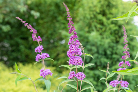 Buddleja davidii 'Ile de France' mit Blüte, erhältlich von 60-100 bis 125-150 cm; Einsatz: ;;ab 13,00 Euro