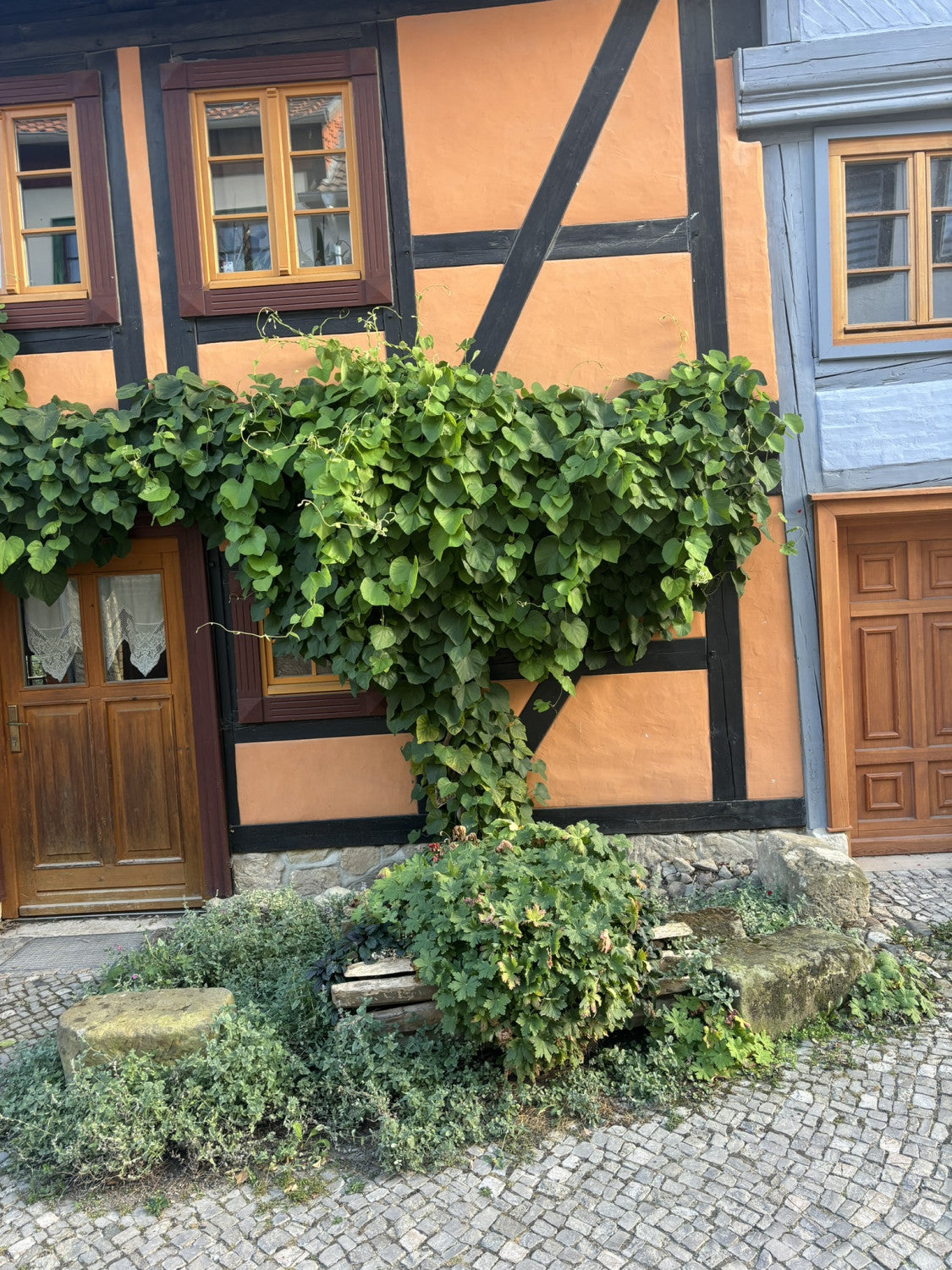 Aristolochia macrophylla , erhältlich von 60-100 bis 150-200 cm;;ab 36,50 Euro
