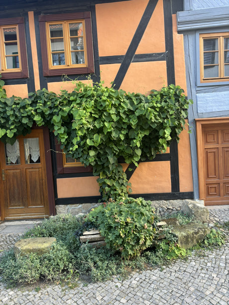 Aristolochia macrophylla , erhältlich von 60-100 bis 150-200 cm;;ab 36,50 Euro