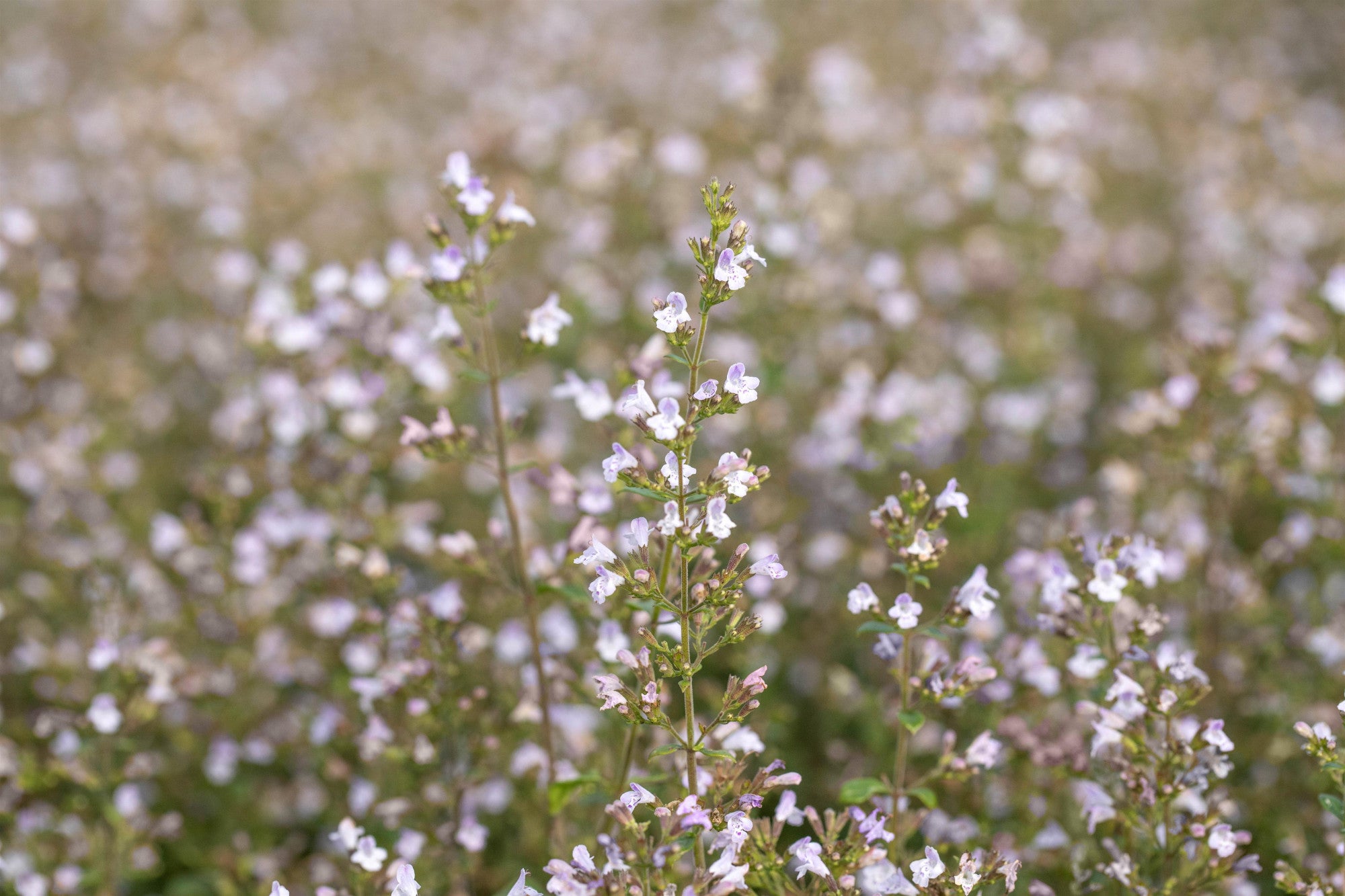 Calamintha nepeta 'Blue Cloud' (Kleinblütige Garten-Bergminze)