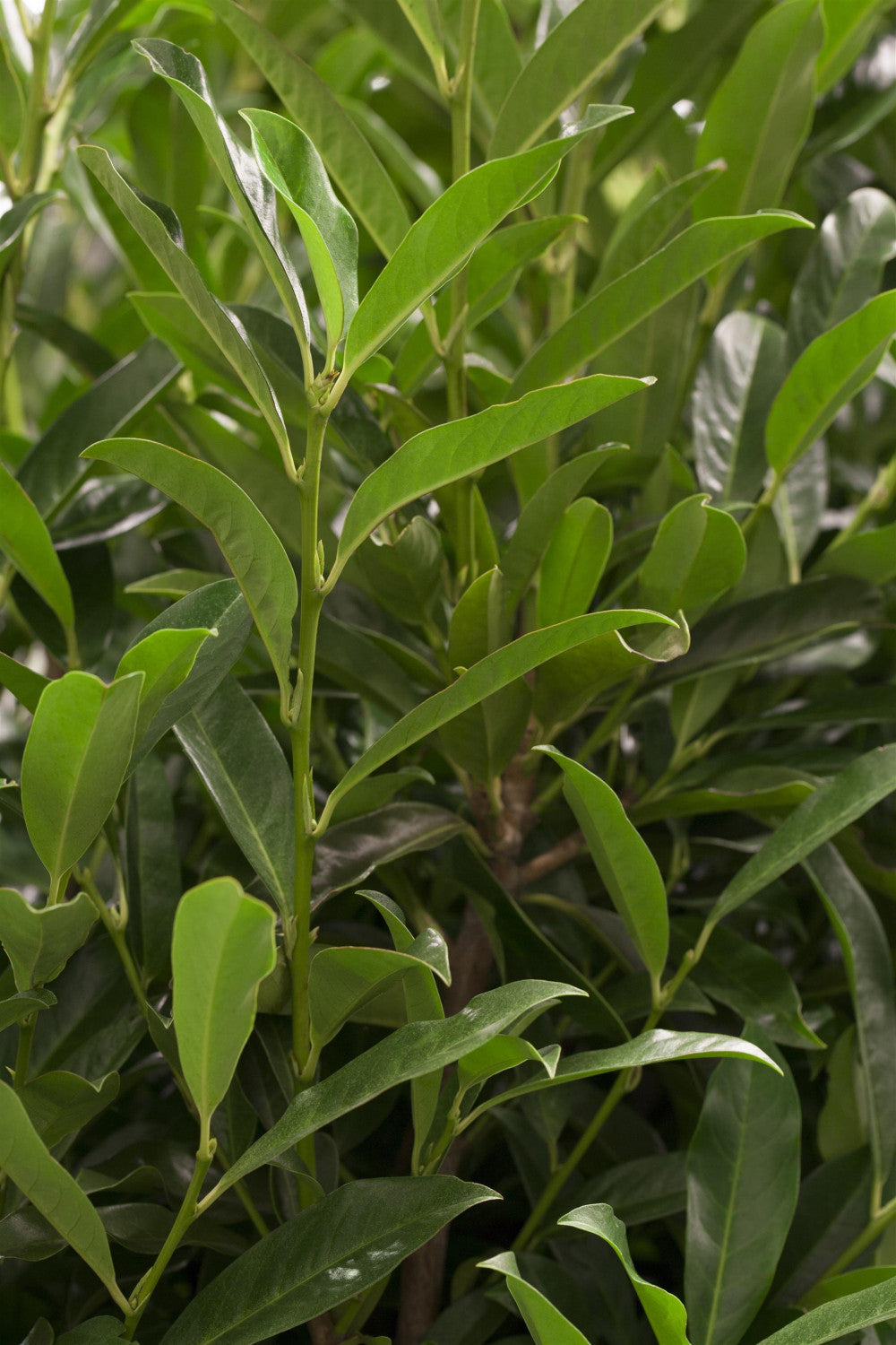 Prunus lauroc. 'Reynvaanii' , erhältlich von 30-40 bis 125-150 cm;;ab 14,80 Euro