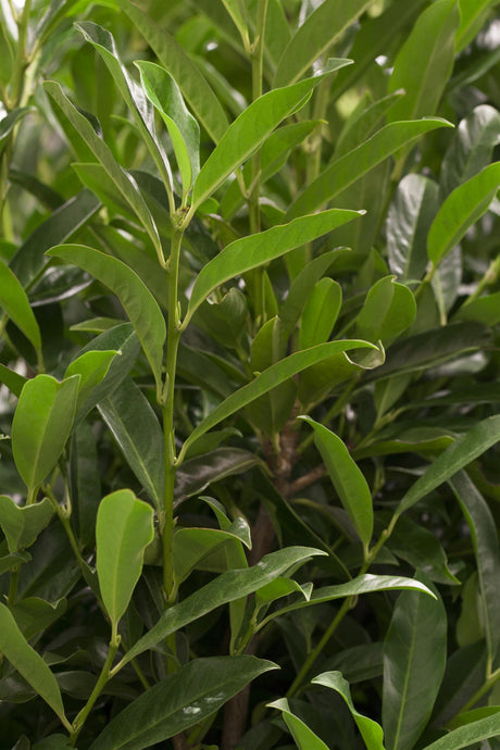 Prunus lauroc. 'Reynvaanii' , erhältlich von 30-40 bis 125-150 cm;;ab 14,80 Euro