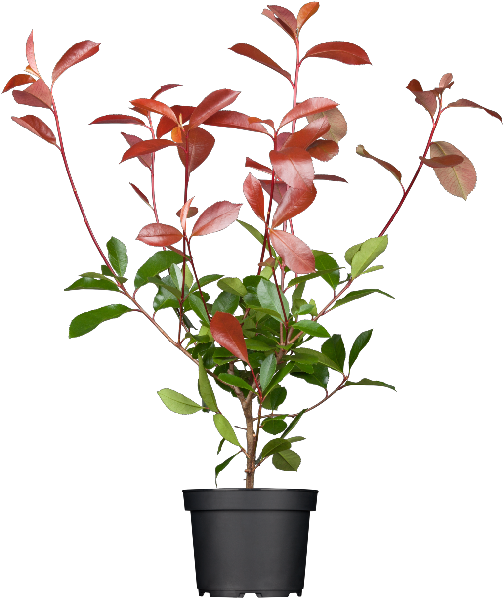 Photinia fraseri 'Red Robin' im Topf; Einsatz: Blütenheckedekorativ;;ab 21,00 Euro