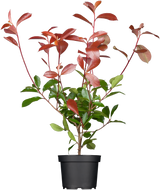Photinia fraseri 'Red Robin' im Topf; Einsatz: Blütenheckedekorativ;;ab 21,00 Euro