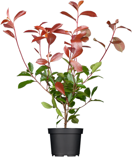 Photinia fraseri 'Red Robin'; hier im Topf; winterhart; Einsatzmöglichkeit z.B. : Bienenweide;;ab 28,40 Euro