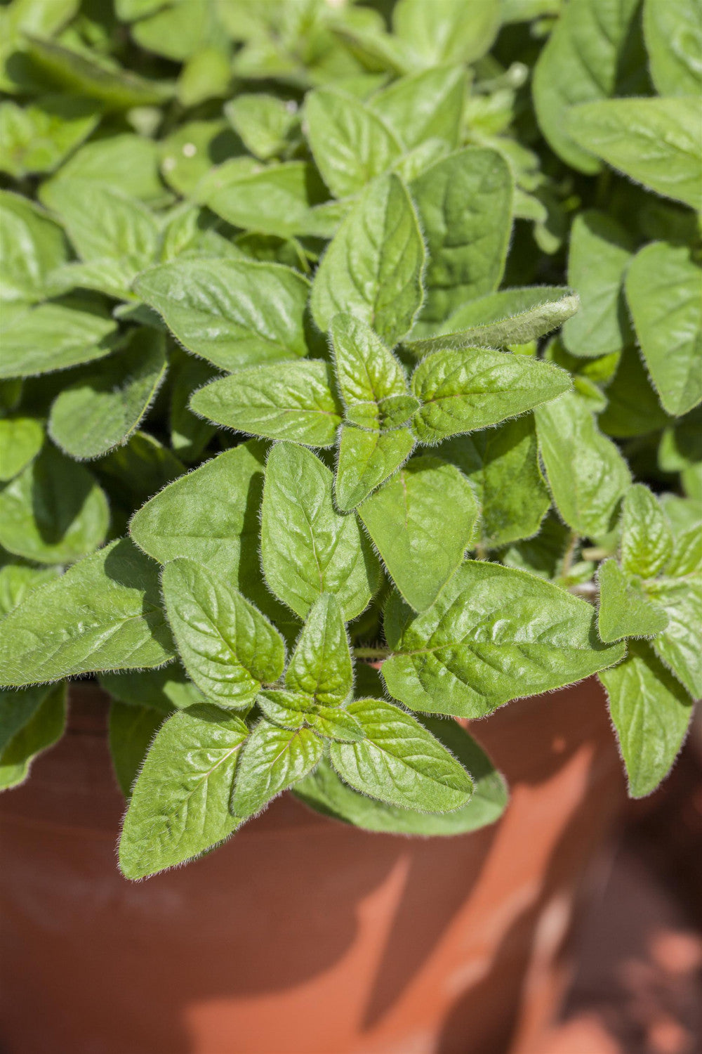Origanum majorana mit Blüte; Einsatz: ;;ab 4,80 Euro