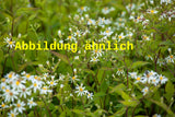 Genaues Foto für Aster ptarmicoides folgt; dieses ähnliche Bild dient der Illustration von Hochland-Aster