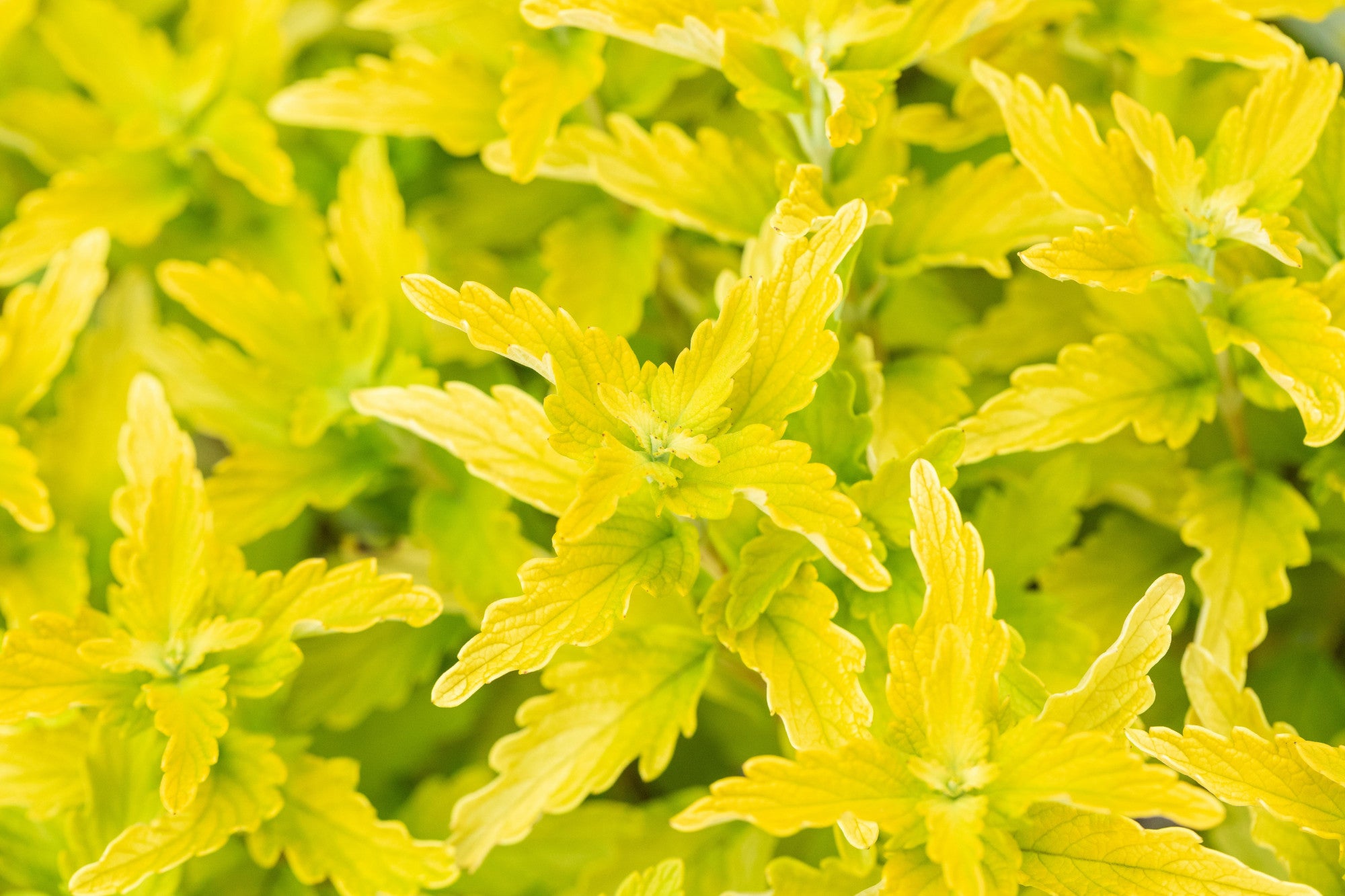 Caryopteris clandonensis 'Worchester Gold' (Bartblume 'Worchester Gold')
