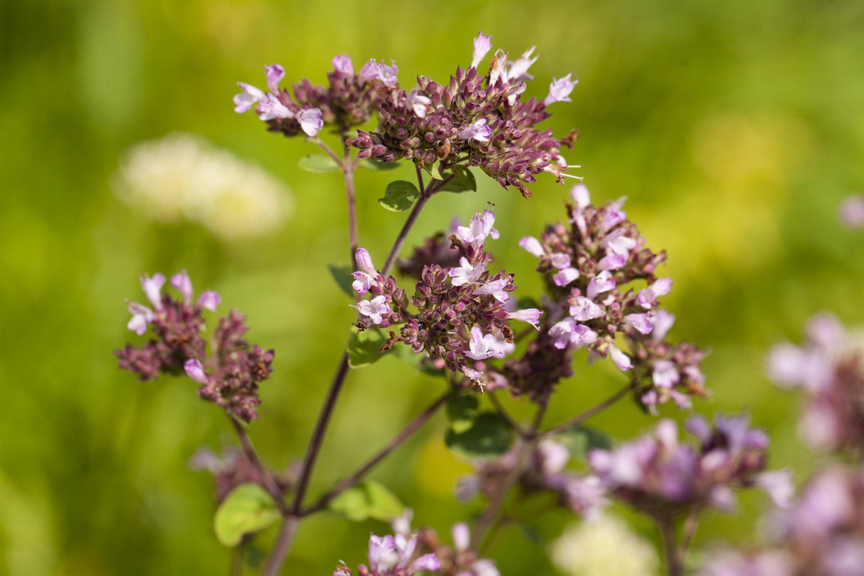 Origanum laevigatum 'Herrenhausen' mit Blüte; Einsatz: ;;ab 4,15 Euro