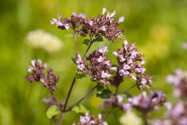 Origanum laevigatum 'Herrenhausen' mit Blüte; Einsatz: ;;ab 4,15 Euro
