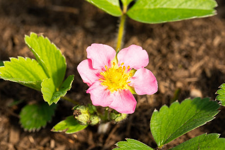 Fragaria x ananassa 'Pink Panda' , ;;ab 3,08 Euro