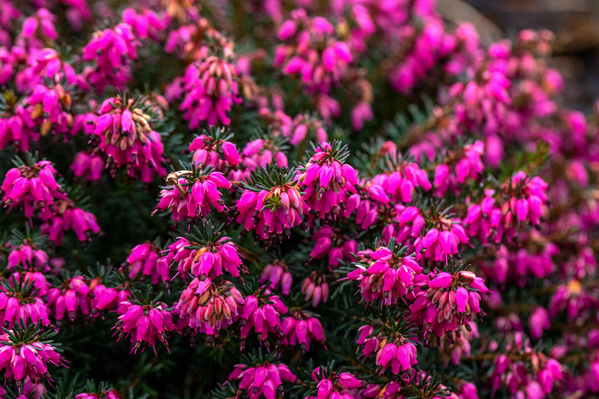 Erica carnea 'Eva' mit Blüte, erhältlich von 10-15 bis 10-15 cm; Einsatz: ;;ab 3,30 Euro