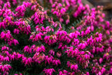 Erica carnea 'Eva'; hier mit Blüte; frühblüher; Einsatzmöglichkeit z.B. : Bodendecker; erhältlich von 10-15 bis 10-15 cm;;ab 4,50 Euro