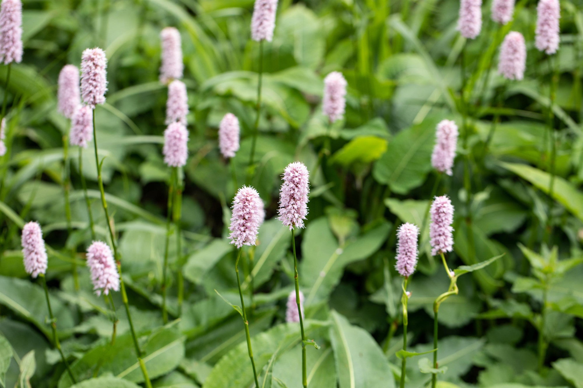Bistorta officinalis 'Superba' (Garten-Wiesenknöterich)