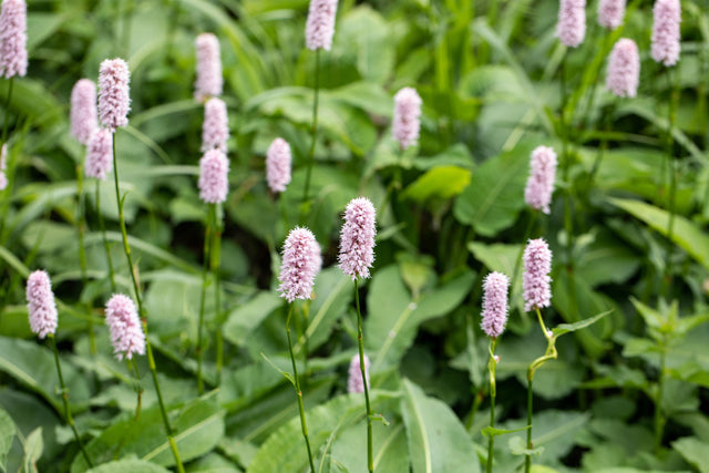 Bistorta officinalis 'Superba' mit Blüte; Einsatz: ;;ab 4,15 Euro