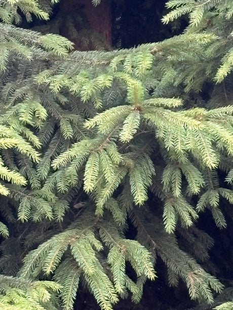 Gemeine Fichte mit Belaubung; Einsatz: Solitärbaum;;mit zeitnaher Lieferung