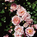 Rosa 'Rosario' STR; hier mit Blüte; duftende Blüten; Einsatzmöglichkeit z.B. : Einzelstellung;;ab 11,10 Euro