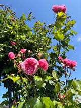 Kletterrose 'Kiss Me Kate'; hier mit Blüte; duftend; Einsatzmöglichkeit z.B. : Fassade; fehlt eine Variante? Sprechen Sie uns an;;hier kaufen