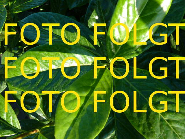 Bild wird ergänzt für Cotinus coggygria 'Rubrifolius' (Roter Perückenstrauch 'Rubrifolius')