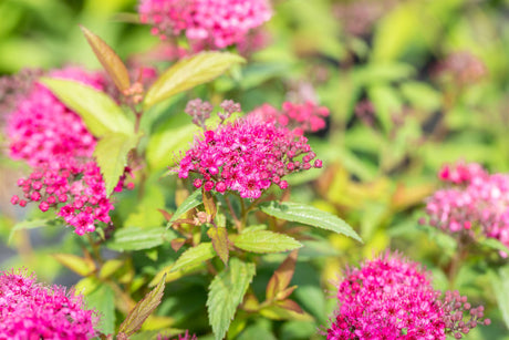 Spiraea japonica 'Dart's Red' mit Blüte, erhältlich von 15-20 bis 30-40 cm; Einsatz: ;;ab 5,40 Euro