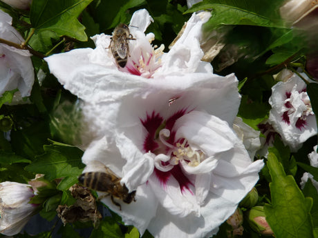 Hibiscus syriacus 'Speciosus' mit Blüte, erhältlich von 40-60 bis 200-250 cm; Einsatz: ;;ab 24,60 Euro