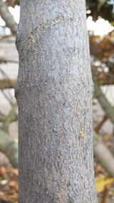 Montpellier-Ahorn; Rinde; pflegeleicht; Einsatzmöglichkeit z.B. : Parks; erhältlich mit Stammumfang von 12-14 bis 16-18 cm;;günstig mit Qualität